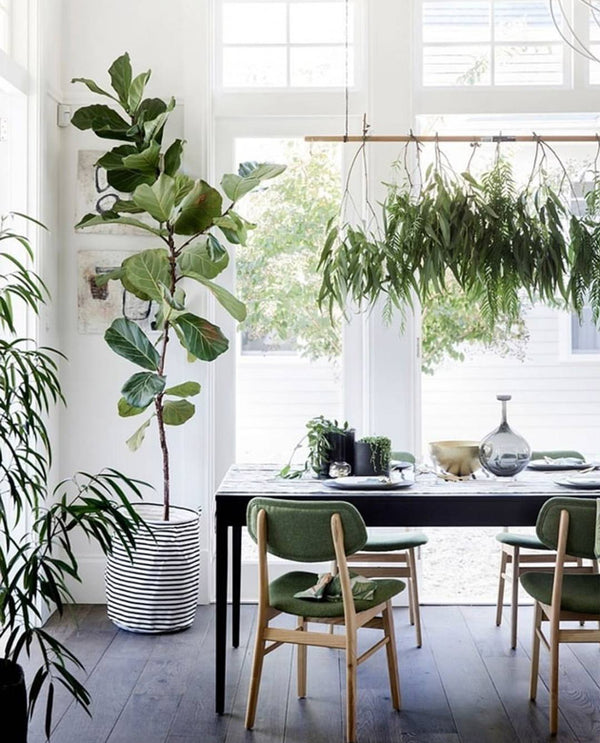 Organic & Bold - 11 Stunning Rooms with Fiddle Leaf Fig Trees